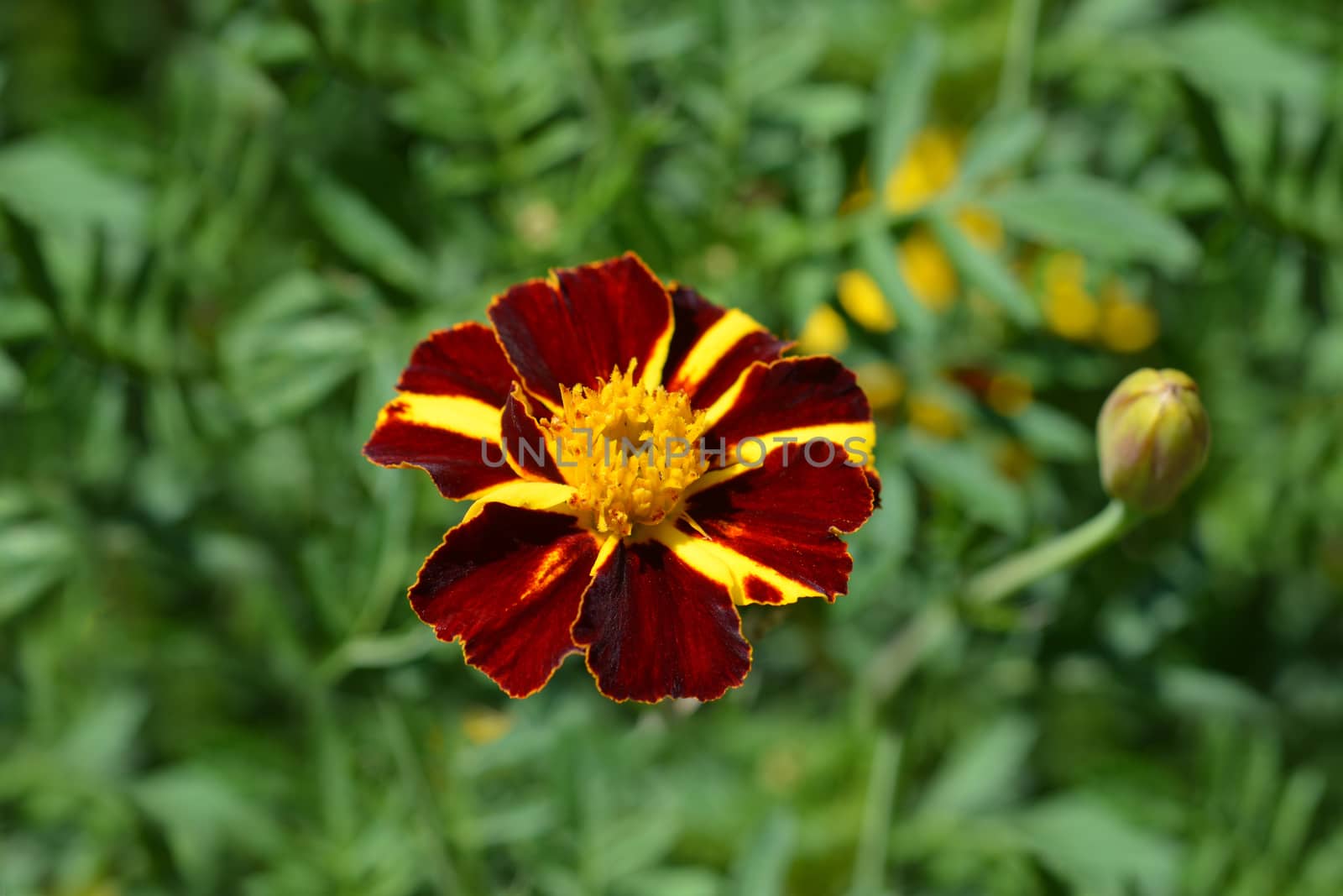 French marigold Mr. Majestic by nahhan