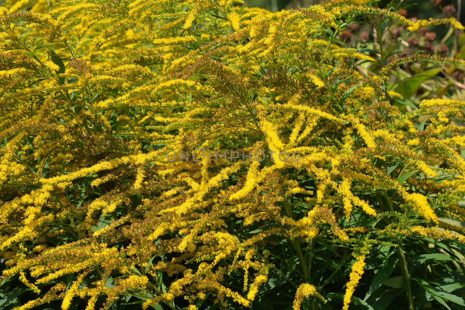 Canadian goldenrod yellow flower - Latin name - Solidago canadensis