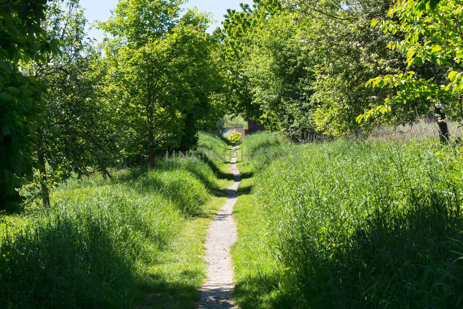 Fairytale forest landscape alley way outdoor space park nature landscape environment with path for walking among trees and sunbeams