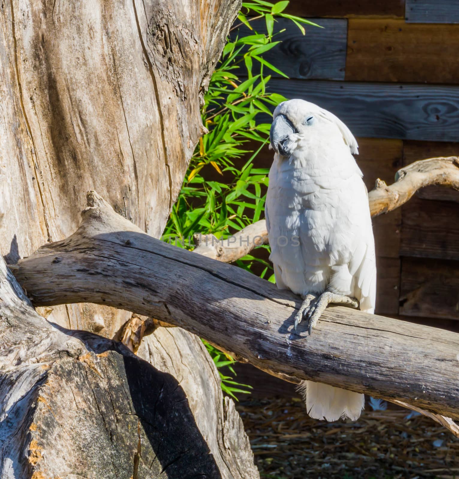 happy cockatoo sitting on a branch making a happy expression