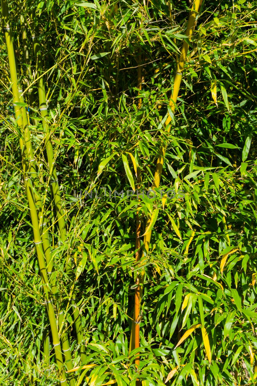 beautiful closeup of a bamboo forest, Natural Chinese background