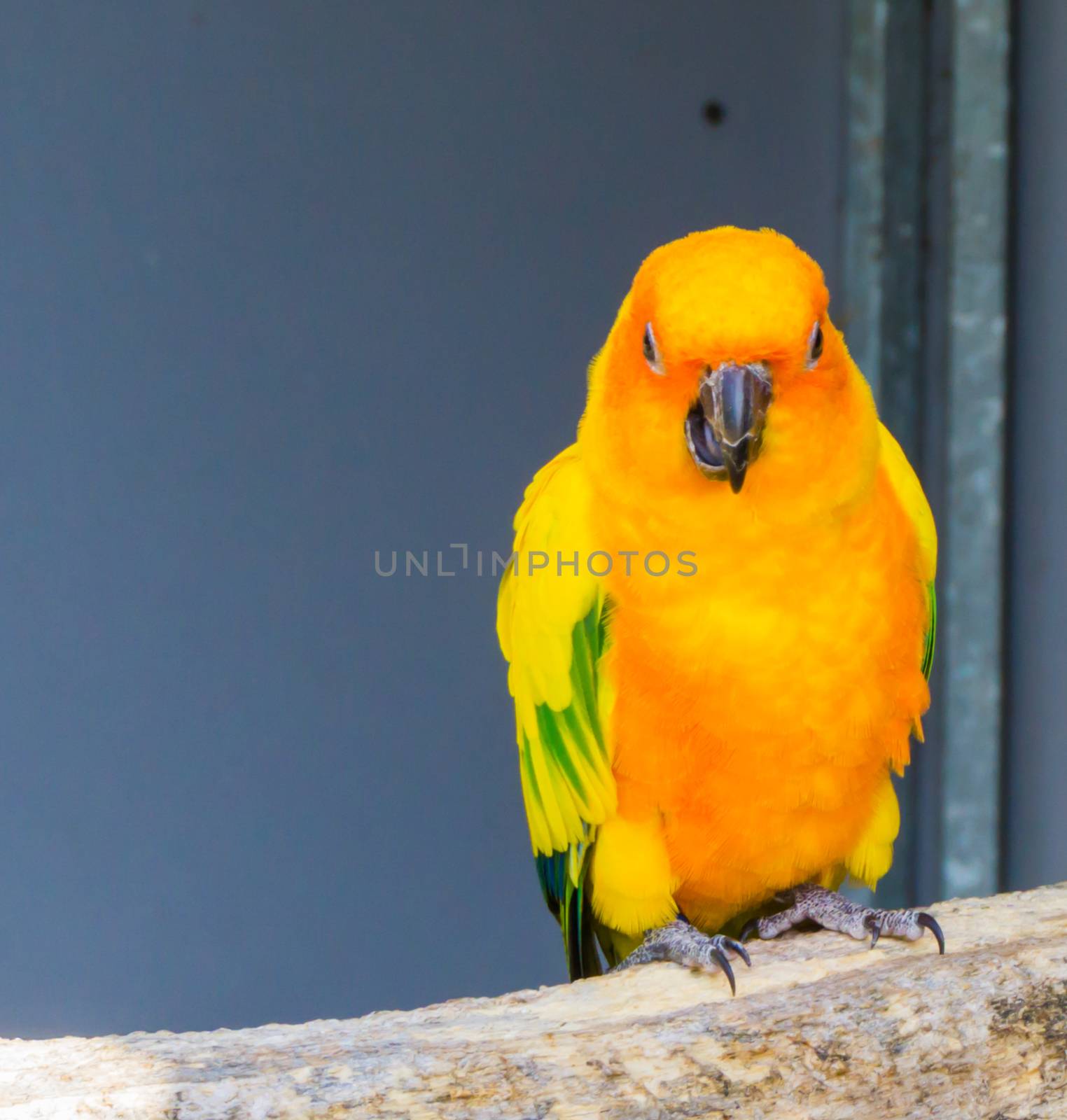jandaya parakeet sitting on a branch in closeup opening his beak sideways, a tropical colorful bird from brazil by charlottebleijenberg