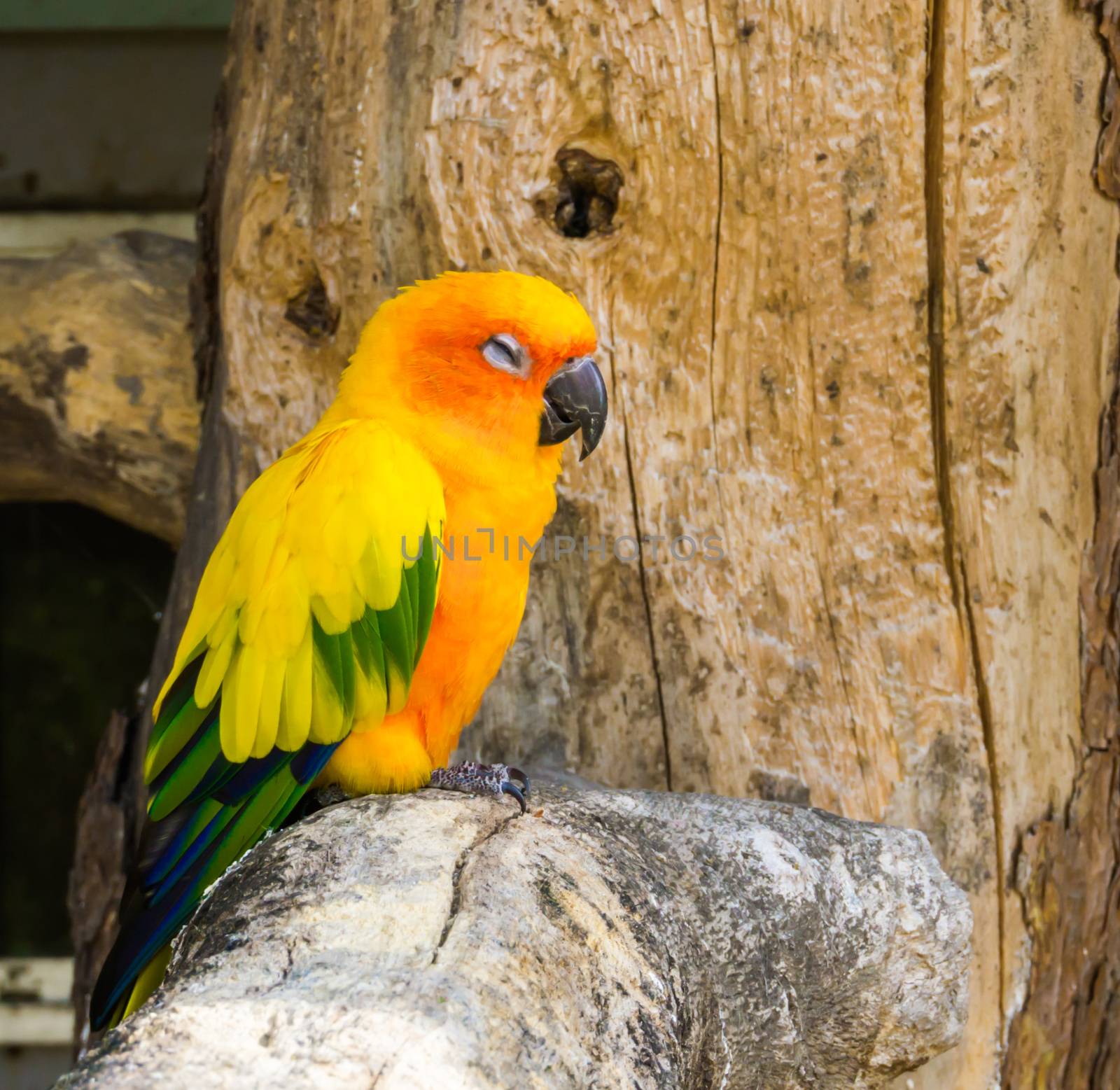 jandaya parrot sitting on a tree branch and making a satisfied face, a tropical colorful bird from brazil by charlottebleijenberg