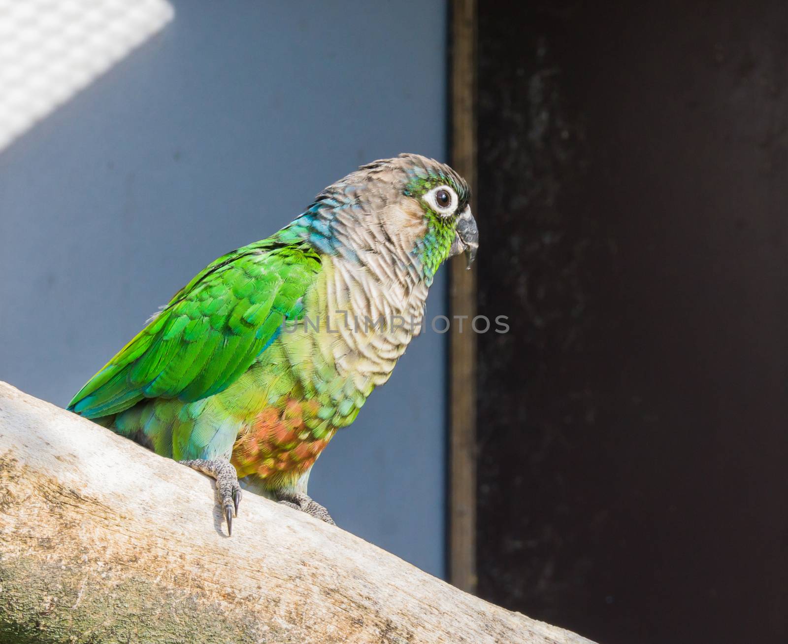 beautiful closeup of a green cheeked parakeet, a small parrot from brazil by charlottebleijenberg