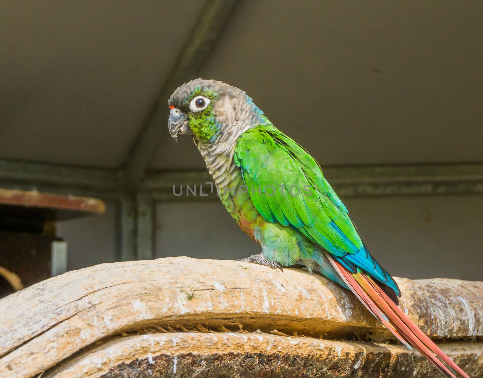 green cheeked parakeet from a side view, a tropical and colorful pet from brazil by charlottebleijenberg