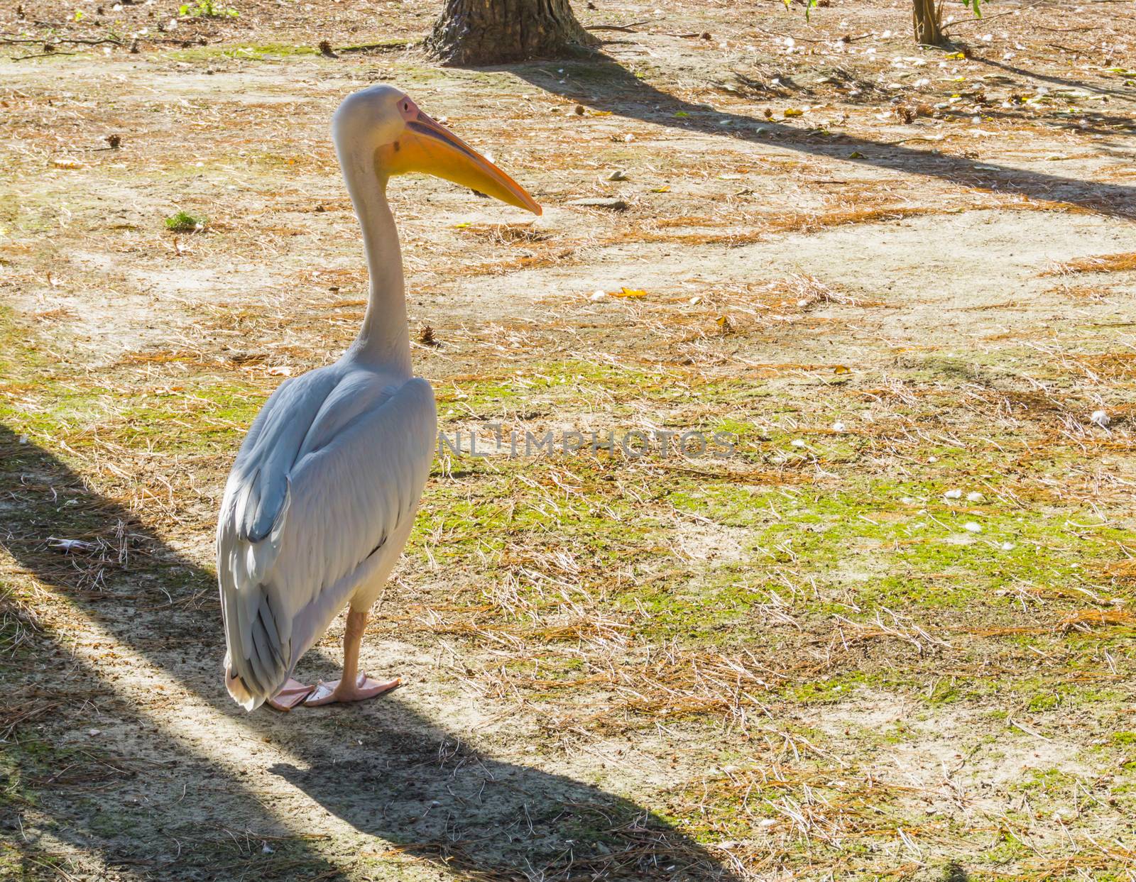 Great white pelican standing in the sand and looking around, a big predator bird from europe by charlottebleijenberg