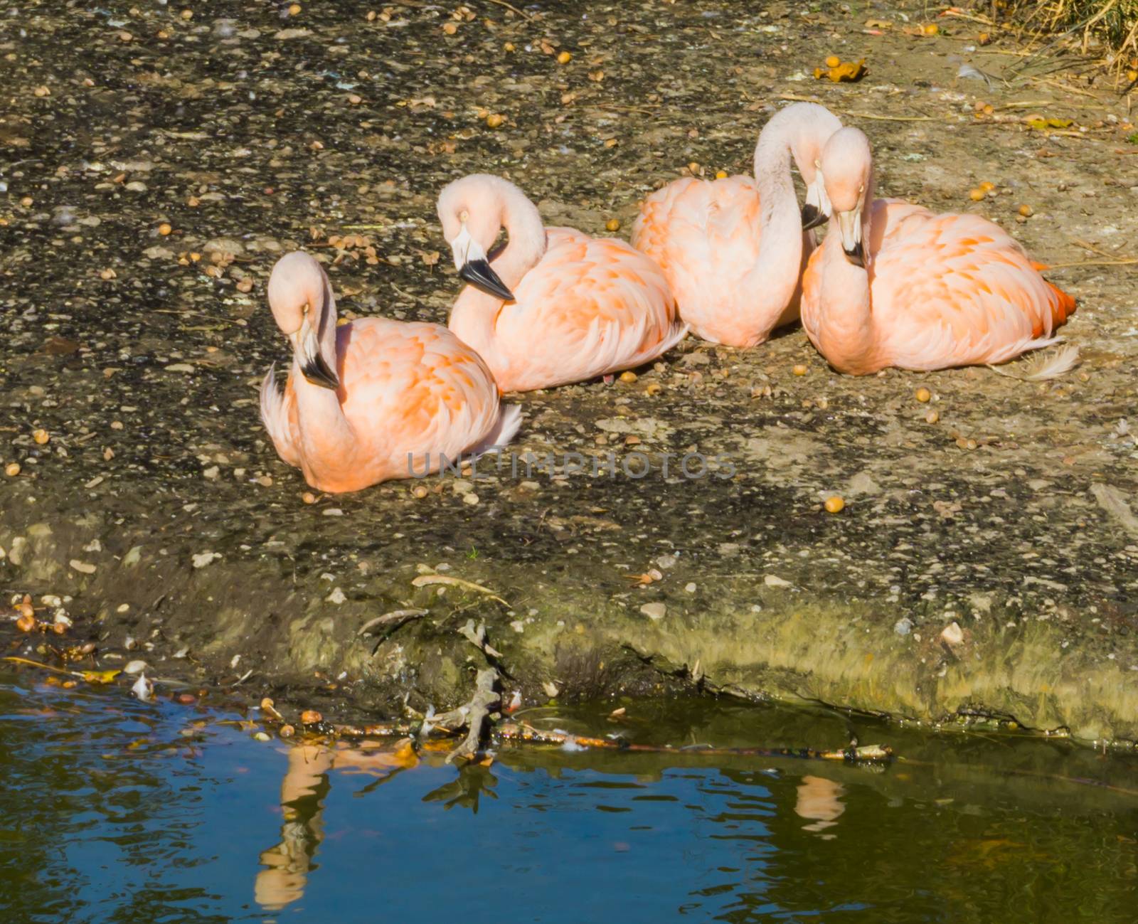 family of pink chilean flamingos sitting close together on the ground near the water by charlottebleijenberg