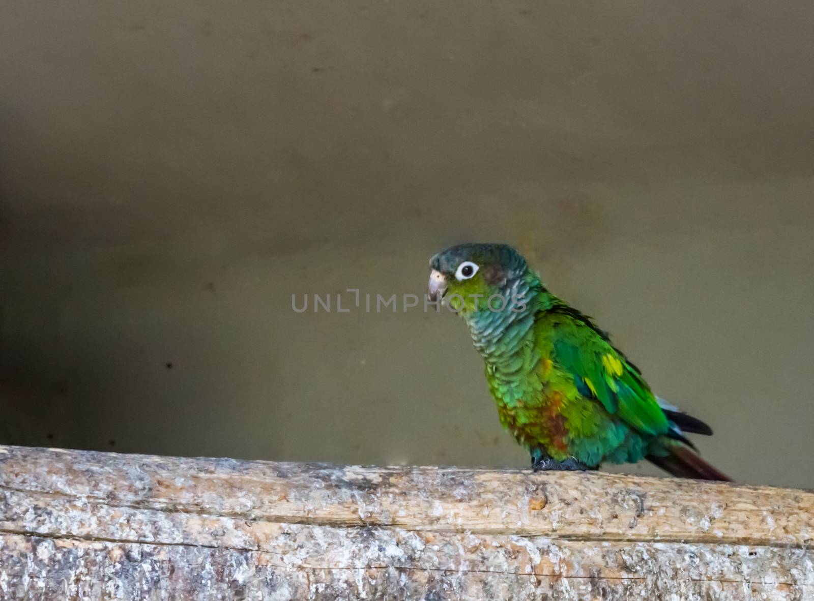 closeup of a green cheeked parakeet walking over a branch, a colorful small parrot from brazil by charlottebleijenberg