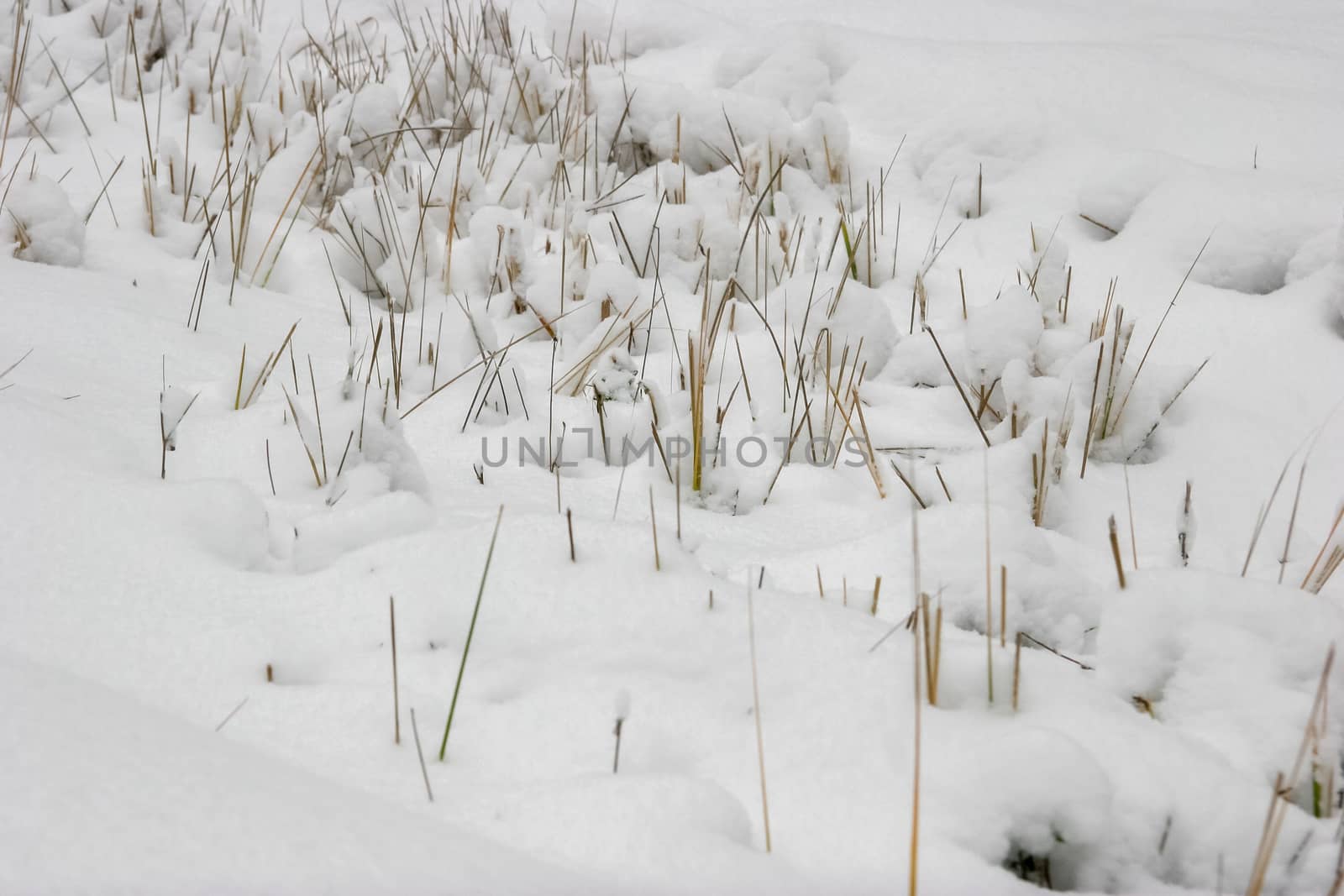 Dry grass cowered with snow as nature background. Winter in Latvia. Grass with snow in winter season