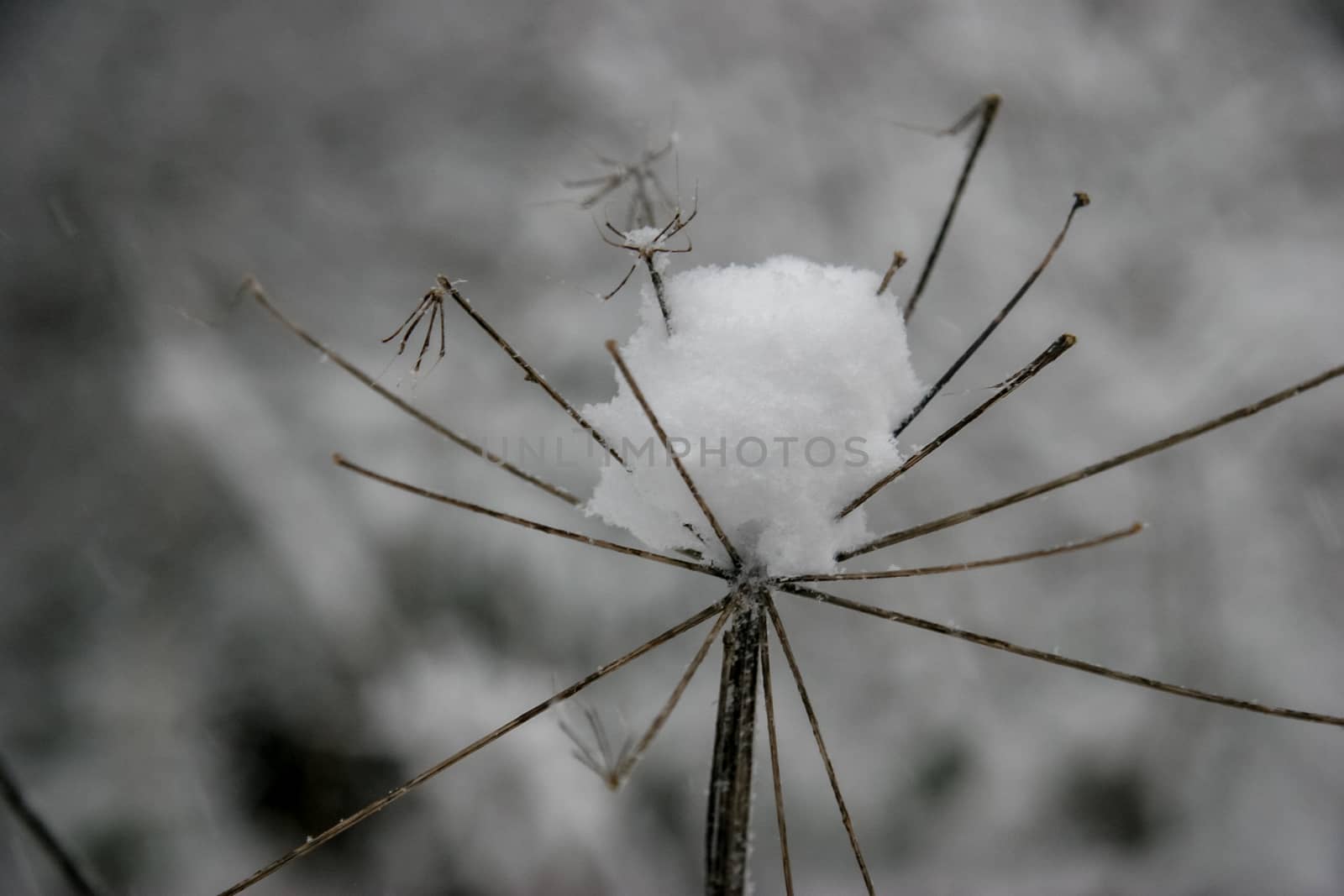 Dry grass cowered with snow, nature background. Winter in Latvia.