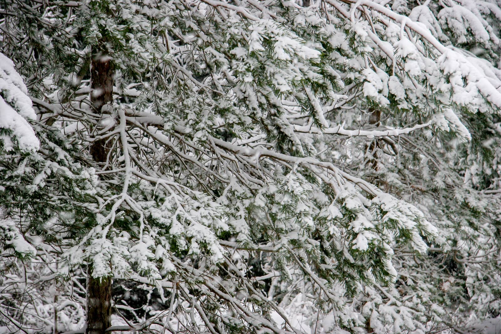 Snow covered spruce branches. Beautiful landscape of the forest on a cold winter day with trees covered with snow. Snowfall in the forest in Latvia. Winter in forest. 

