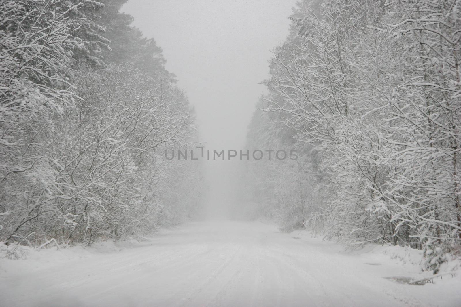Beautiful landscape of the forest on a cold winter day with trees covered with snow. Snowfall in the forest in Latvia. Country road covered with snow. Winter in forest. 

