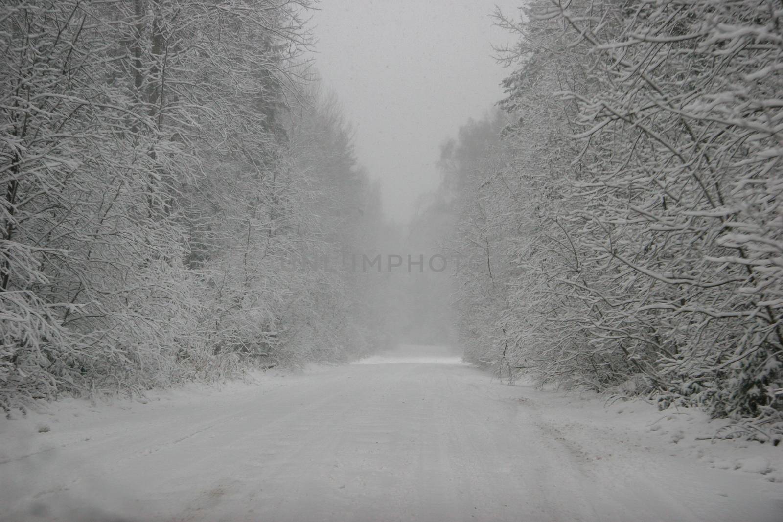 Beautiful landscape of the forest on a cold winter day with trees covered with snow. Snowfall in the forest in Latvia. Country road covered with snow. Winter in forest. 


