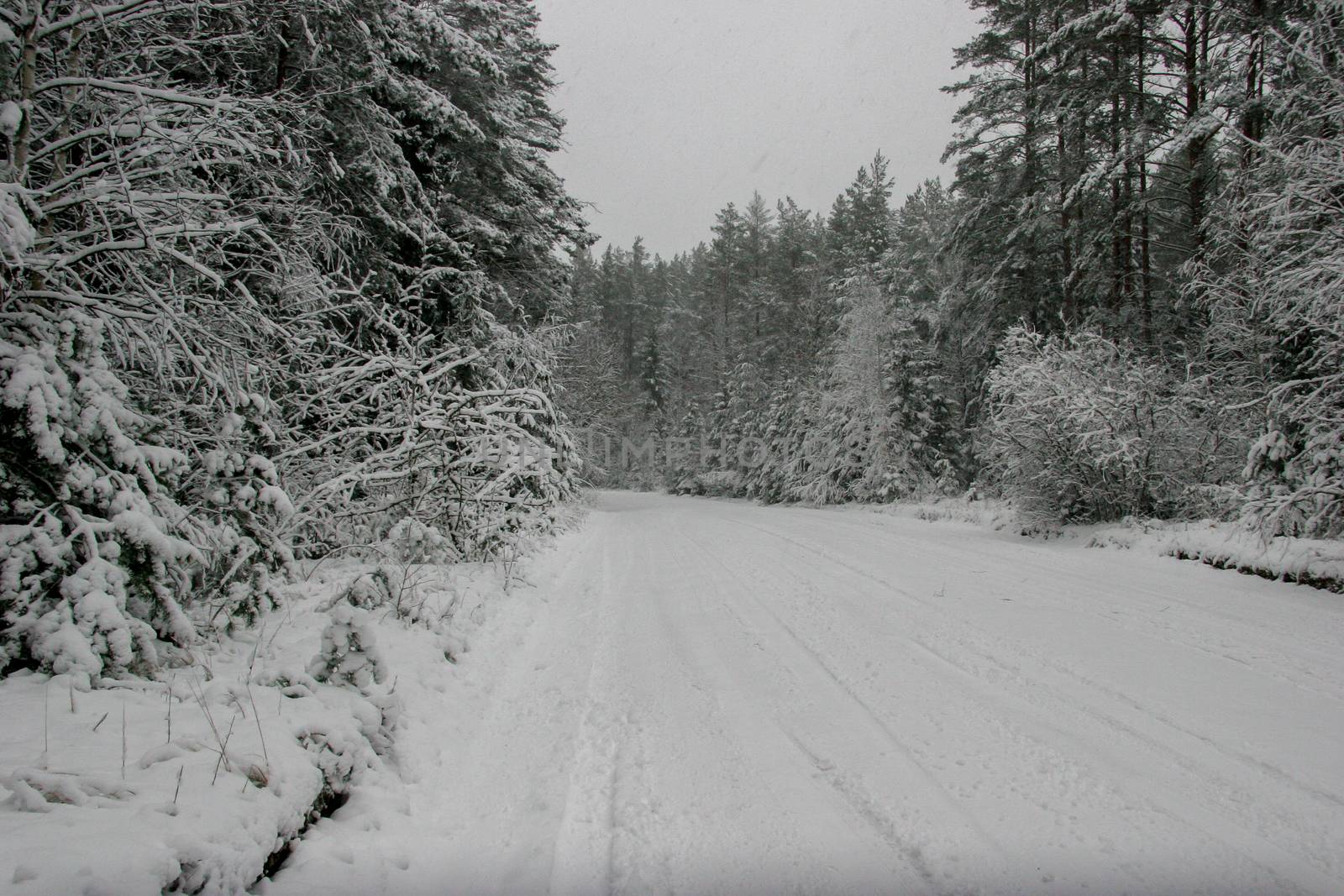 Beautiful landscape of the forest on a cold winter day with trees covered with snow. Snowfall in the forest in Latvia. Country road covered with snow. Winter in forest. 

