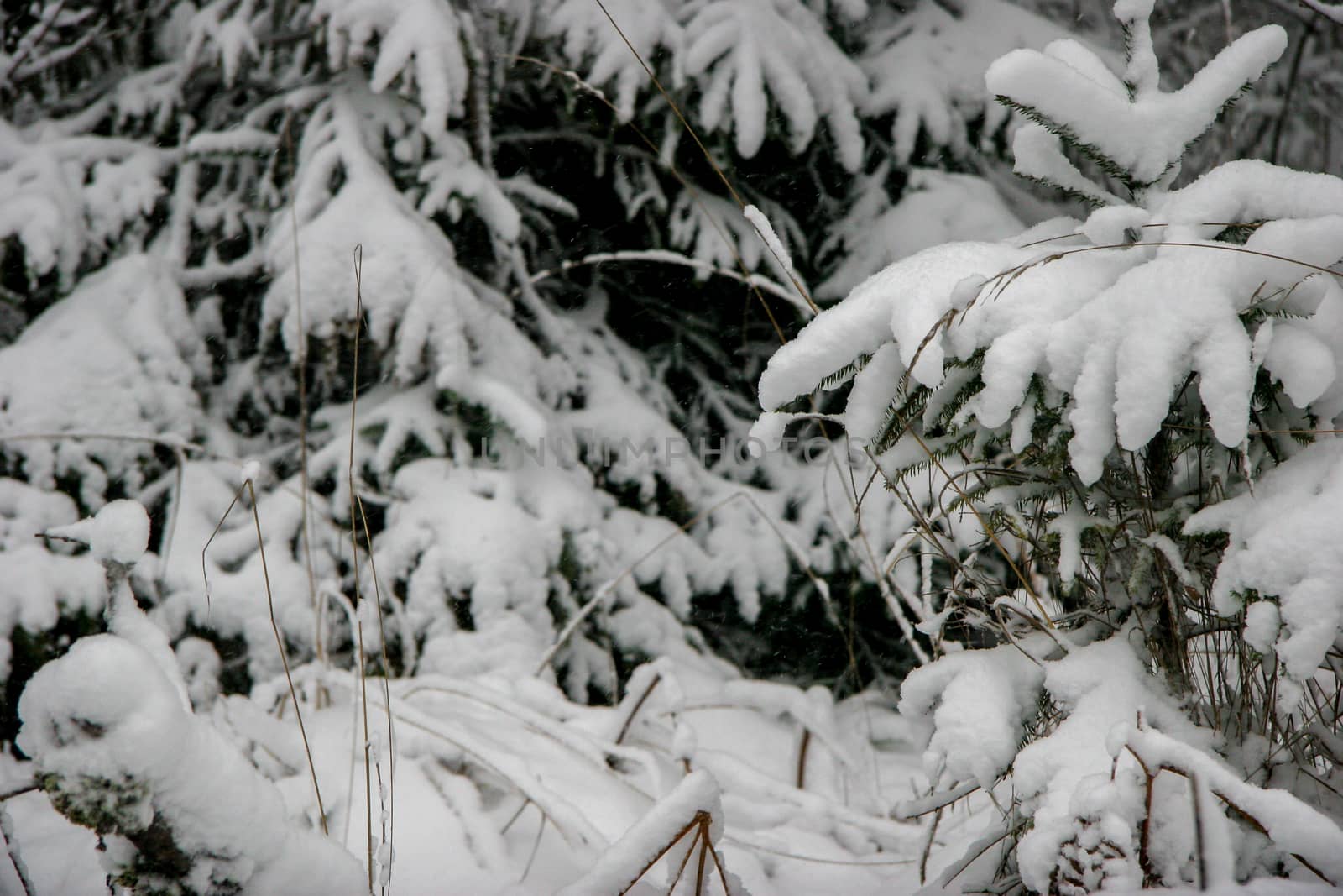 Snow covered spruce branches. Beautiful landscape of the forest on cold winter day with trees covered with snow. Snowfall in the forest in Latvia. Winter in forest. 


