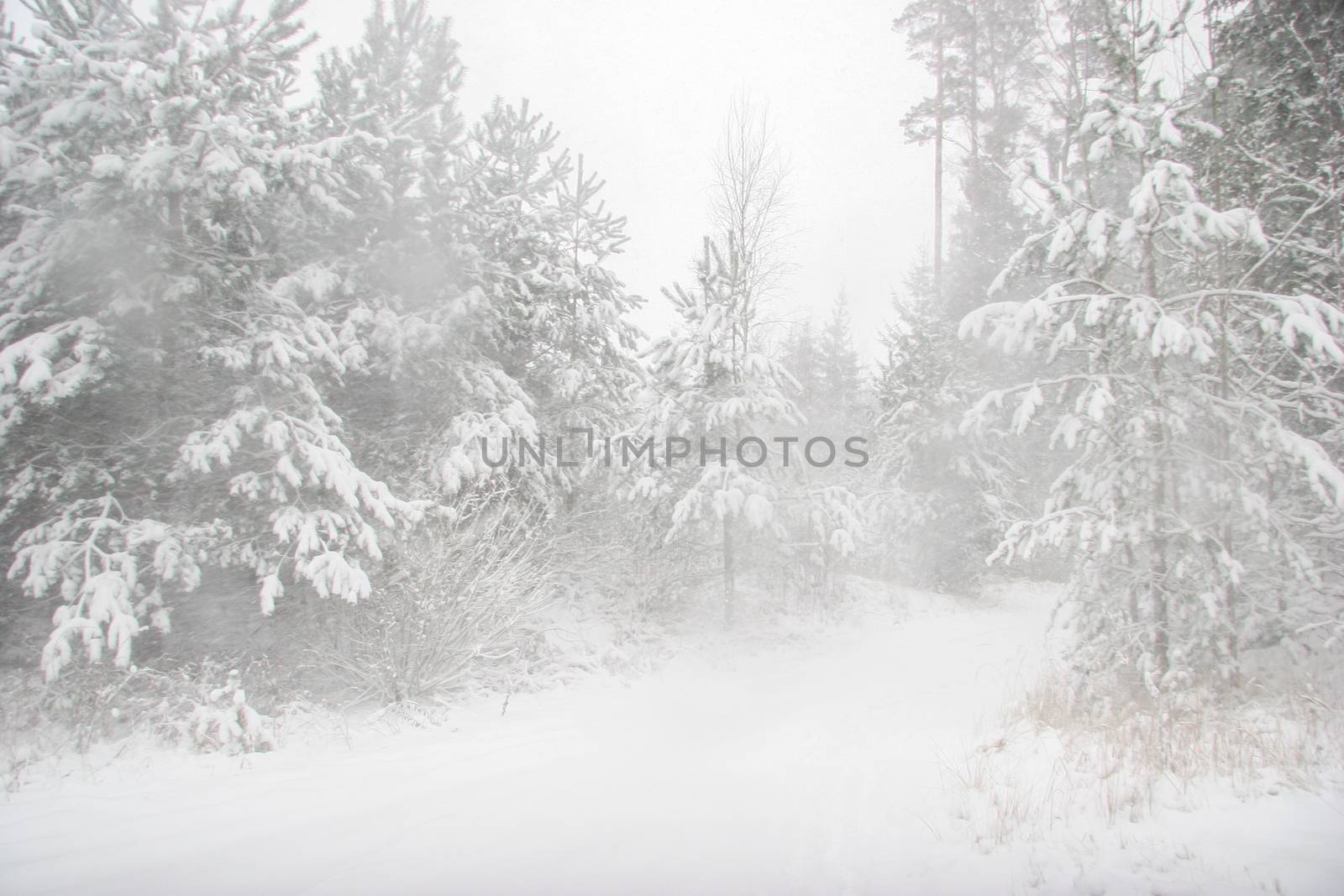 Beautiful landscape of the forest on a cold winter day with trees covered with snow. Snowfall in the forest in Latvia. Country road covered with snow. Winter in forest. 

