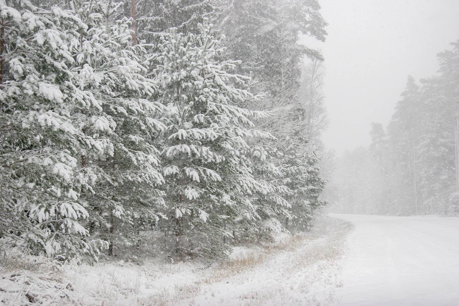 Beautiful landscape of the forest on a cold winter day with trees covered with snow. Snowfall in the forest in Latvia. Country road covered with snow. Winter in forest. 


