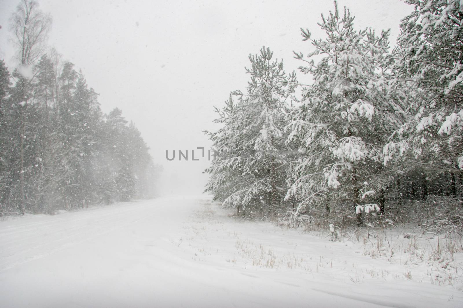 Beautiful landscape of the forest on a cold winter day with trees covered with snow. Snowfall in the forest in Latvia. Country road covered with snow. Winter in forest. 

