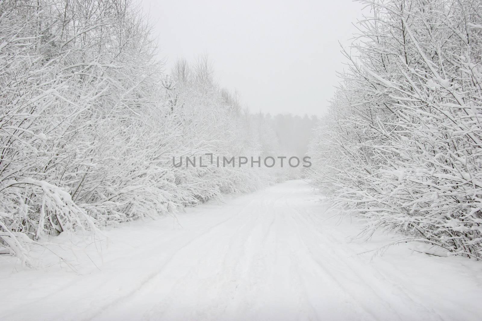 Beautiful landscape of the forest on a cold winter day with trees covered with snow. Snowfall in the forest in Latvia. Country road covered with snow. Winter in forest. 

