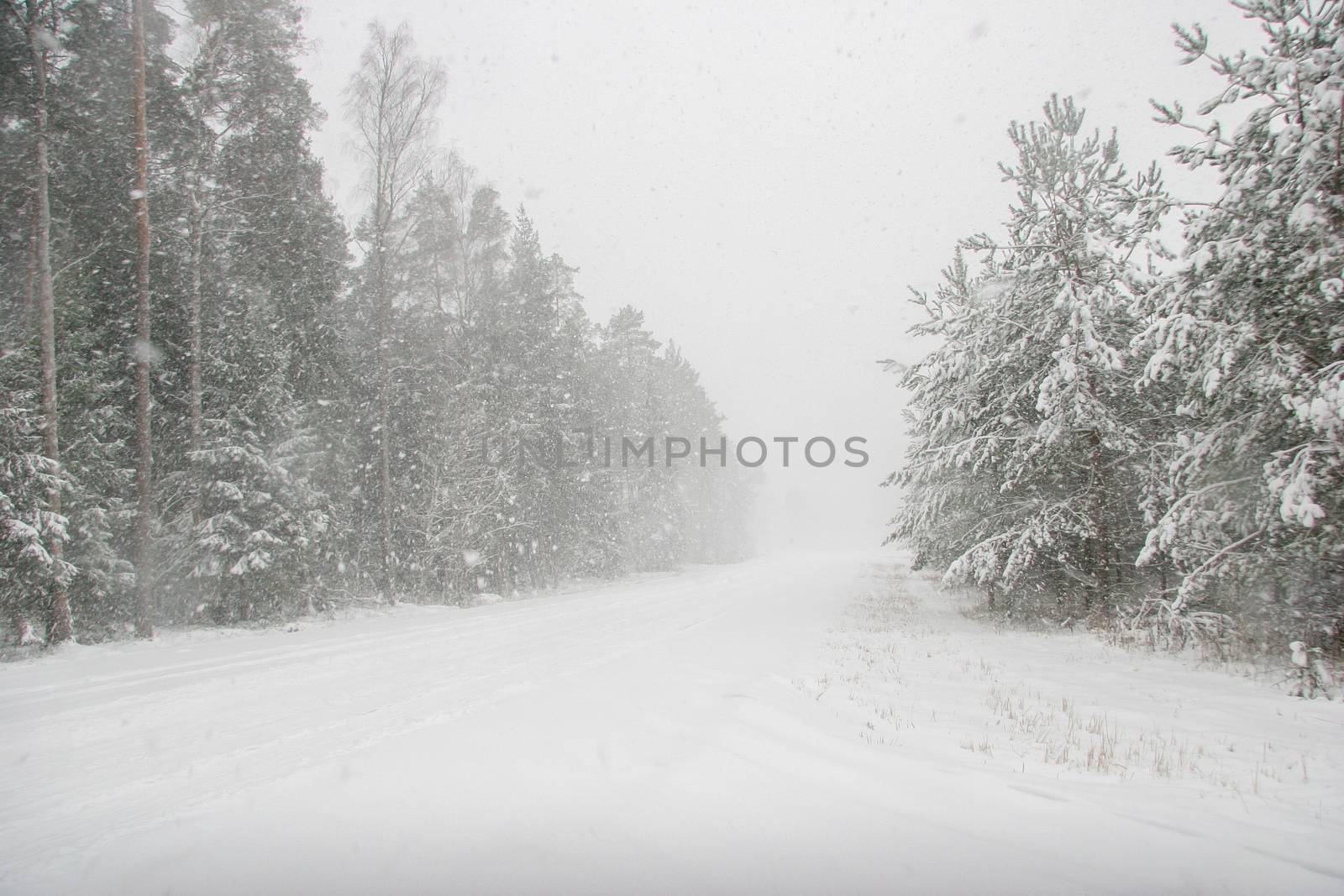 Beautiful landscape of the forest on a cold winter day with trees covered with snow. Snowfall in the forest in Latvia. Country road covered with snow. Winter in forest. 

