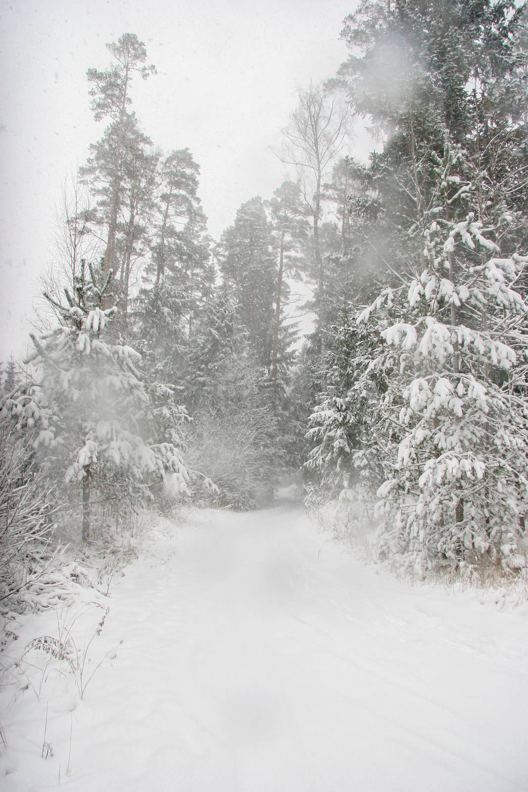 Beautiful winter landscape with snowy road in the winter forest. by fotorobs