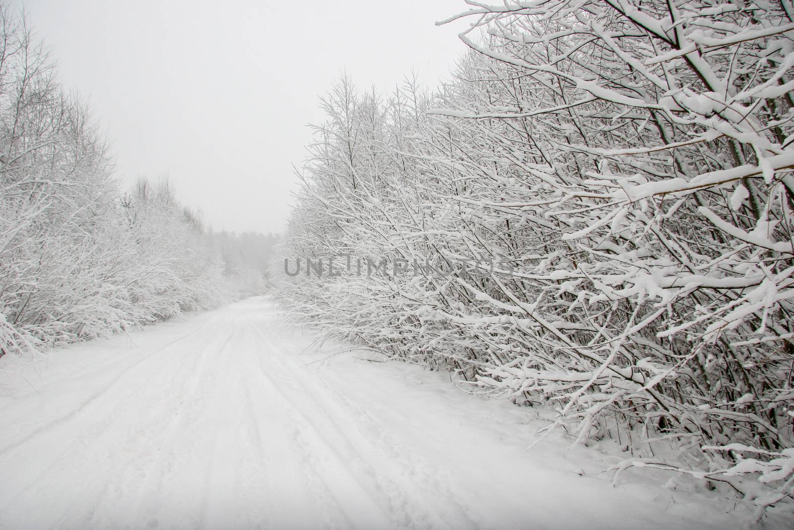 Beautiful landscape of the forest on a cold winter day with trees covered with snow. Snowfall in the forest in Latvia. Country road covered with snow. Winter in forest. 

