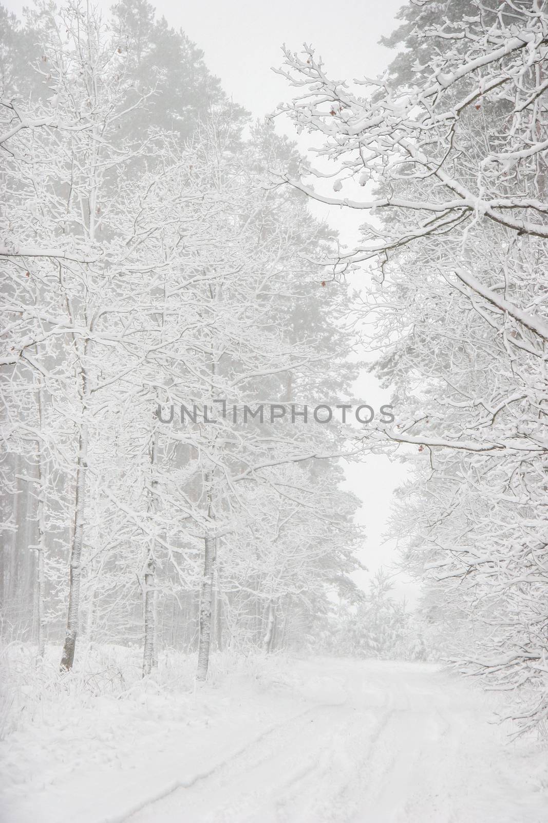 Beautiful winter landscape with snowy road in the winter forest. by fotorobs