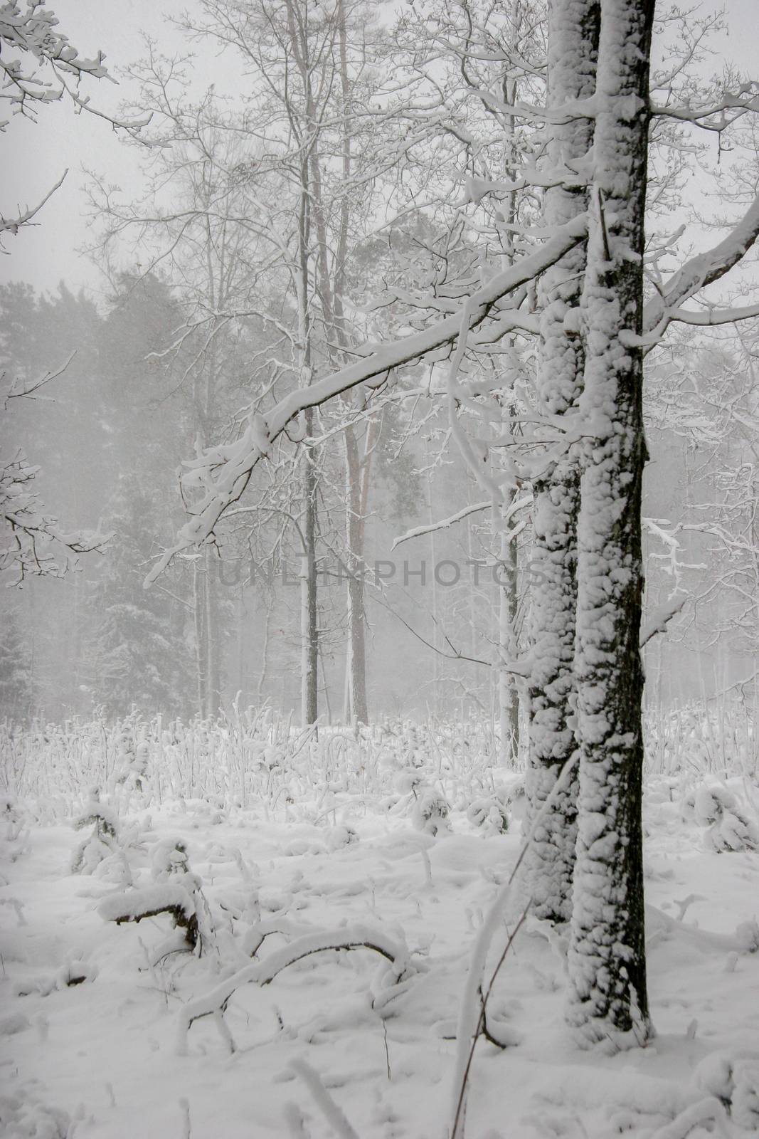 Beautiful landscape of the forest on a cold winter day with trees covered with snow. Snowfall in the forest in Latvia. Winter in forest. Winter forest landscape with snowy winter trees

