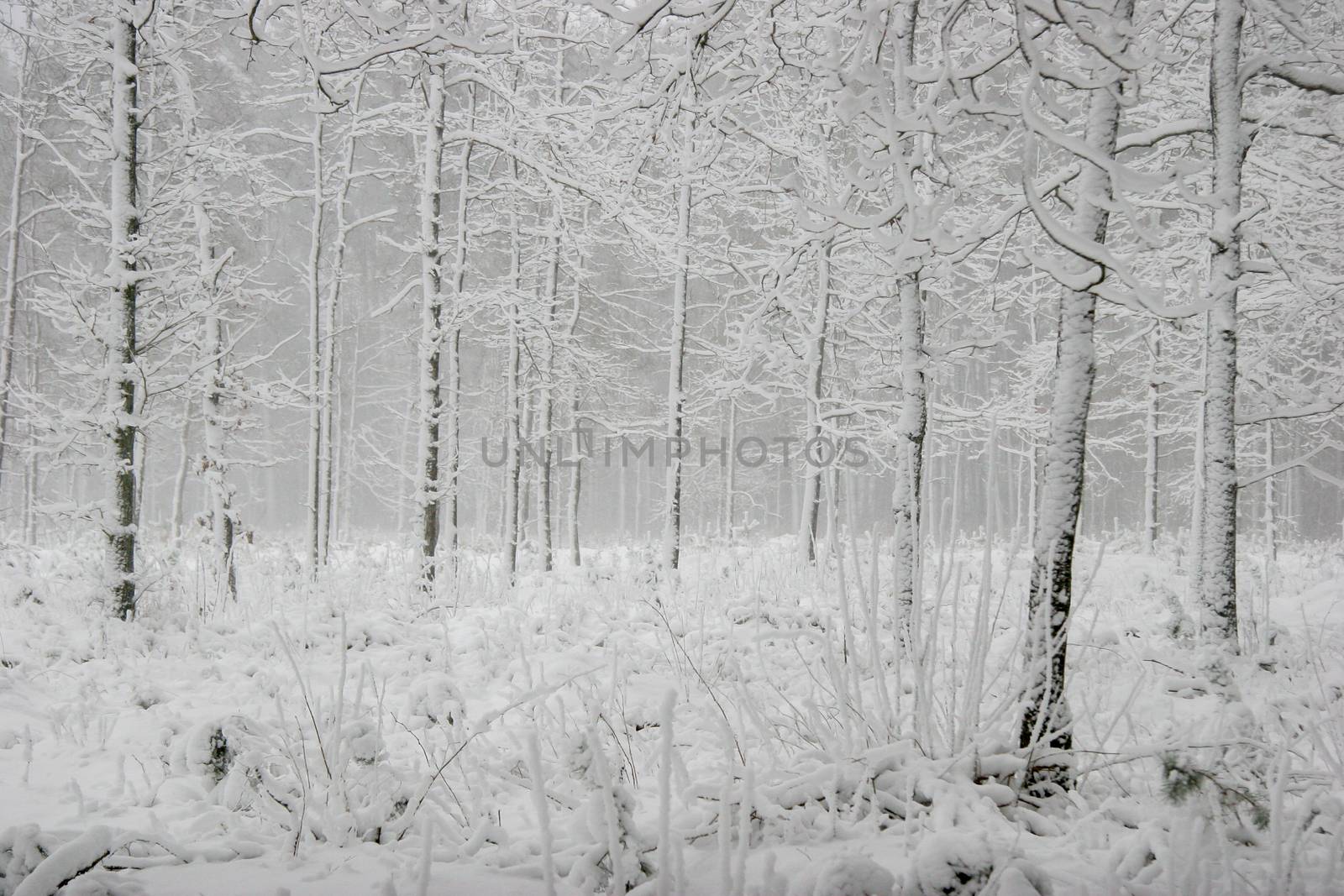 Beautiful landscape of the forest on a cold winter day with trees covered with snow. Snowfall in the forest in Latvia. Winter in forest. Winter forest landscape with snowy winter trees


