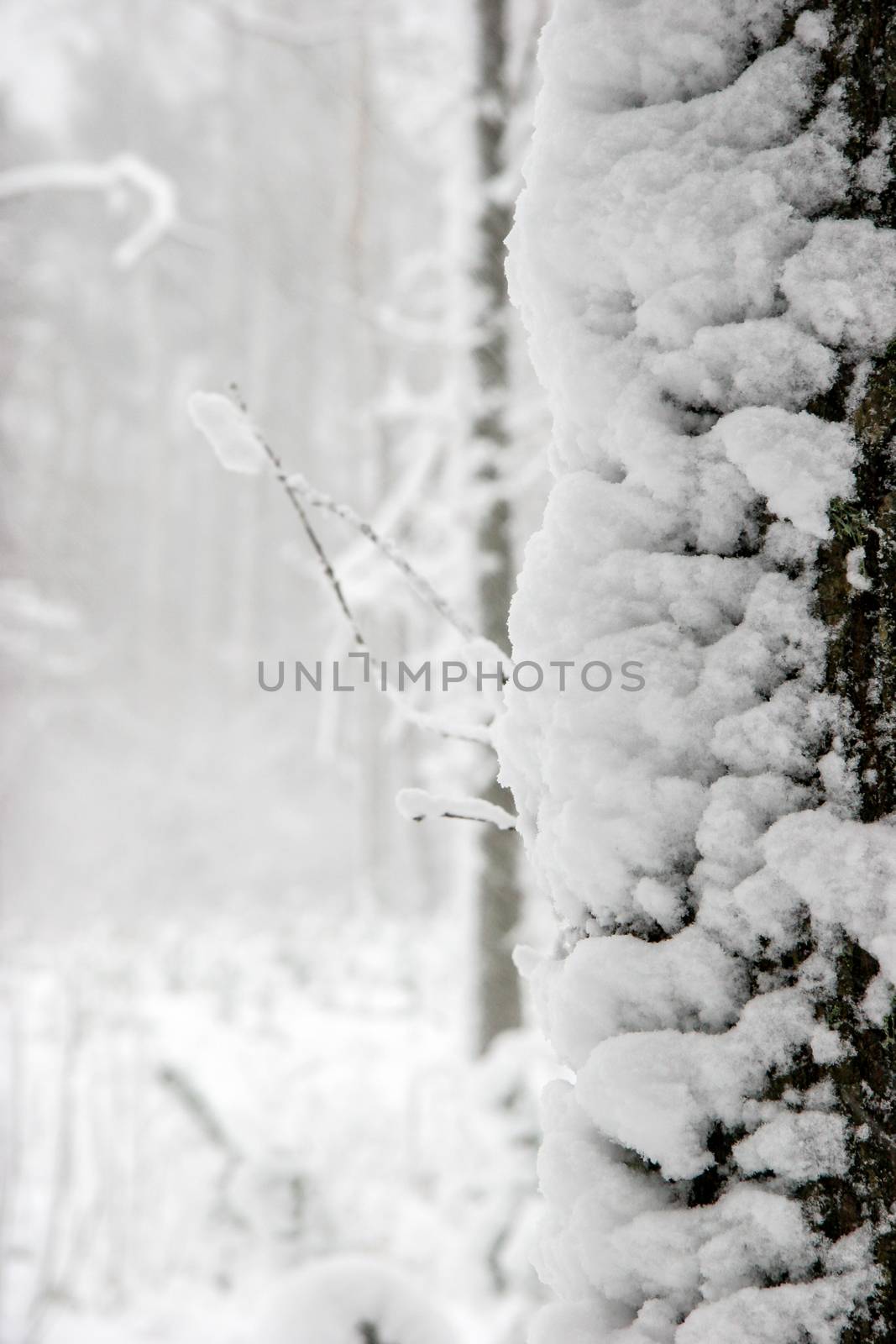 Beautiful landscape of the forest on a cold winter day with trees covered with snow. Snowfall in the forest in Latvia. Winter in forest. 

