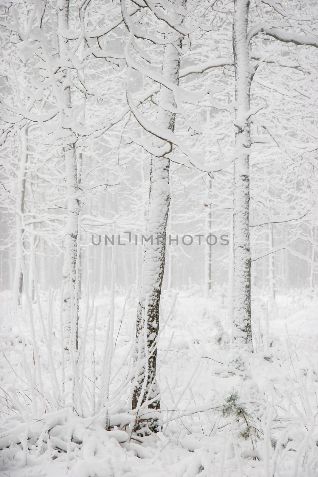 Beautiful landscape of the forest on a cold winter day with trees covered with snow. Snowfall in the forest in Latvia. Winter in forest. Winter forest landscape with snowy winter trees

