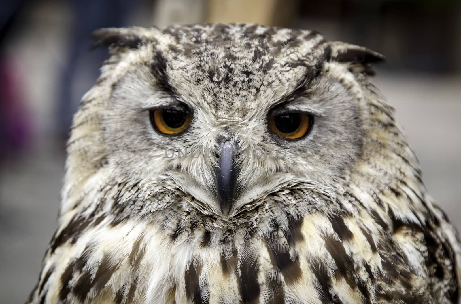 Royal owl, detail of a wild bird, bird