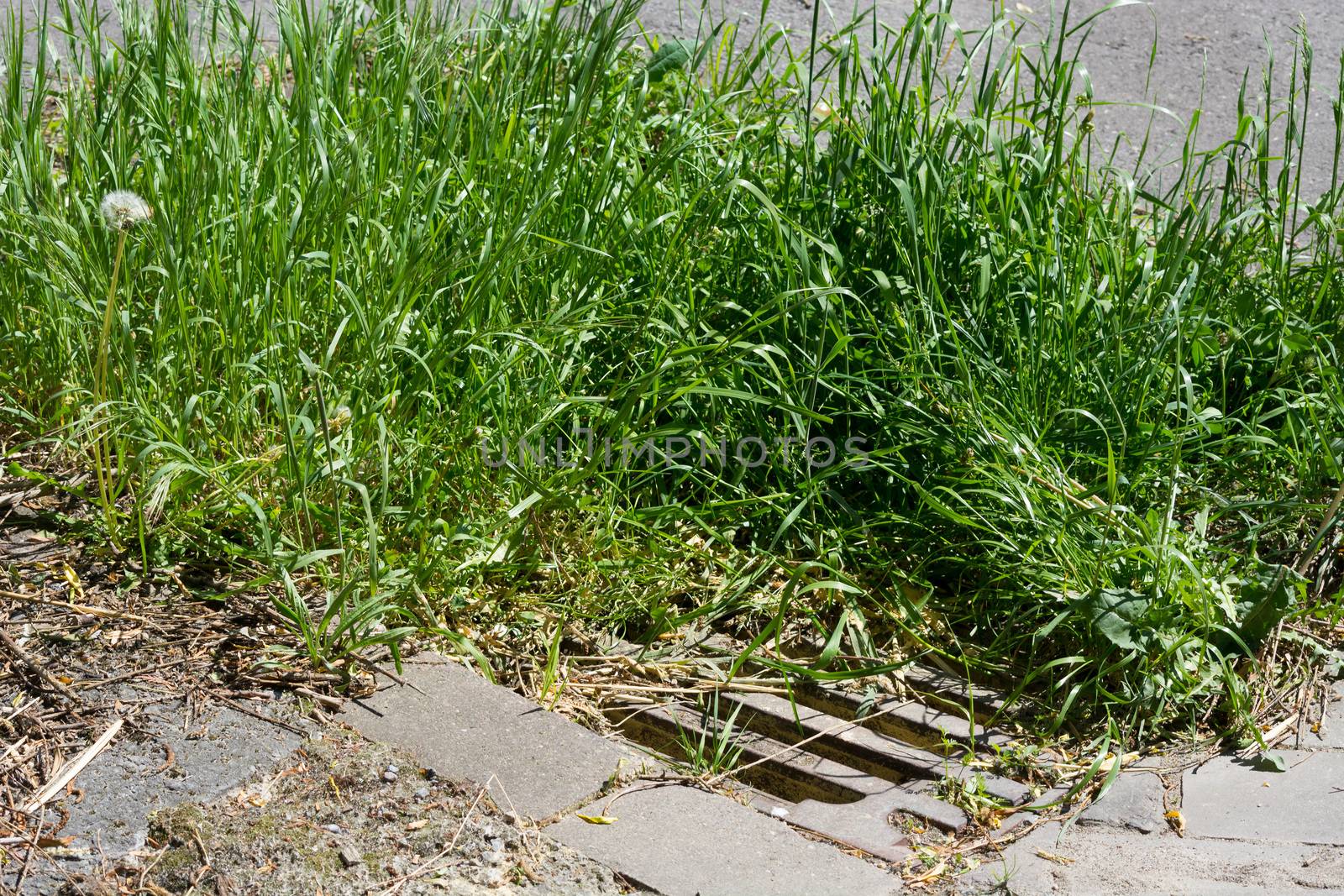 Roads: Dirty gully cover a day after a heavy summer rain has flooded the streets with sewage