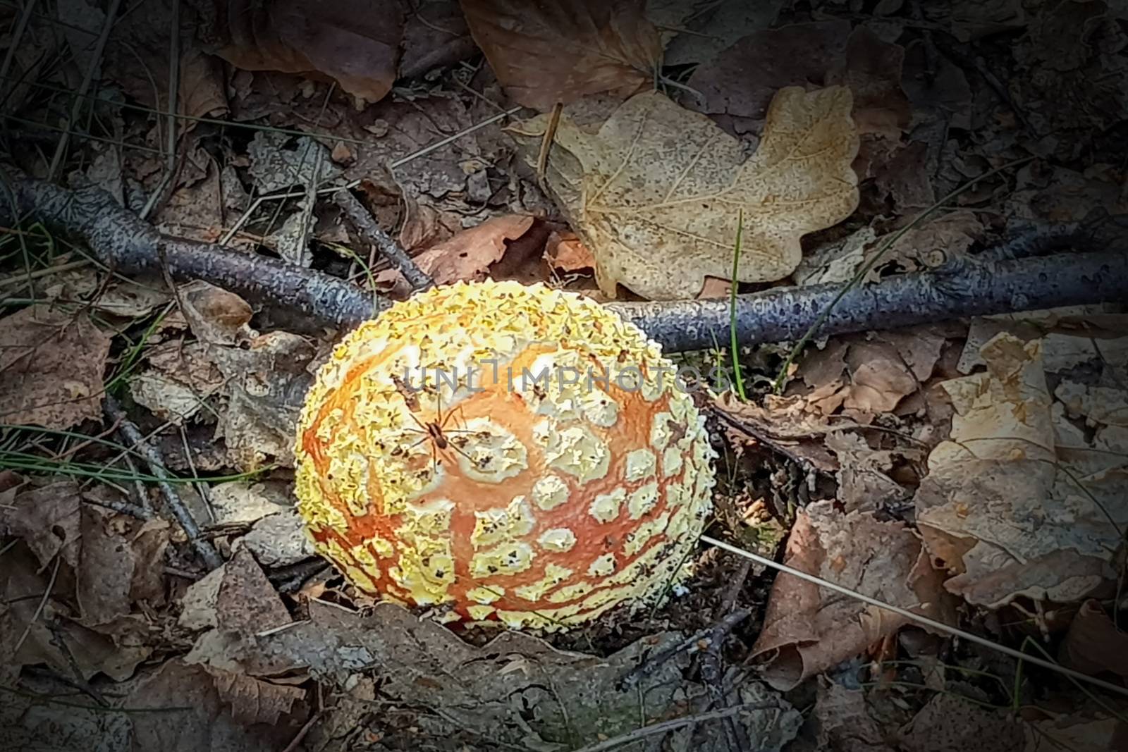 Amanita Muscaria. Red poisonous Fly Agaric mushroom in forest