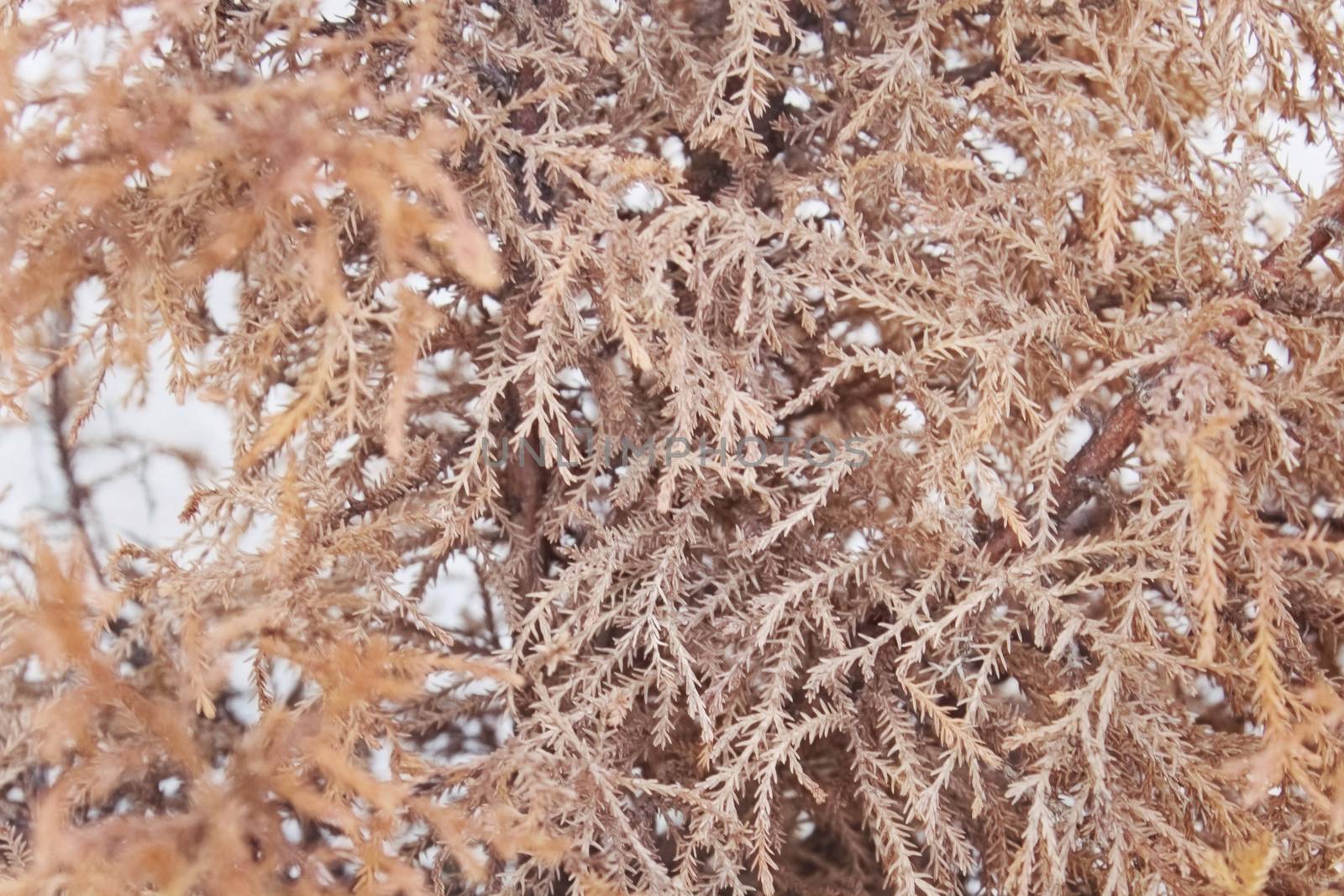 Dry coniferous orange bush texture of the nature background