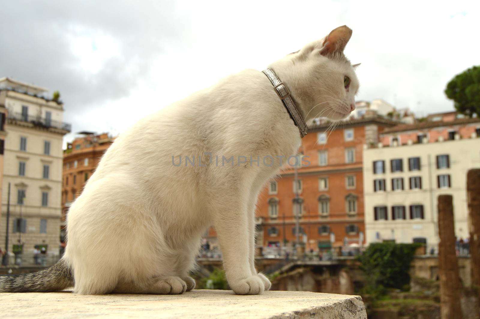 Cute white cat sitting on the square Largo di Torre Argentina. In the ancient Roman ruins on the site of the murder of Gaius Julius Caesar lives a lot of homeless cats