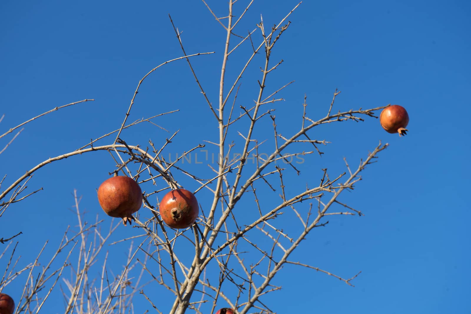 Pomegranate fruits on the tree by cosca