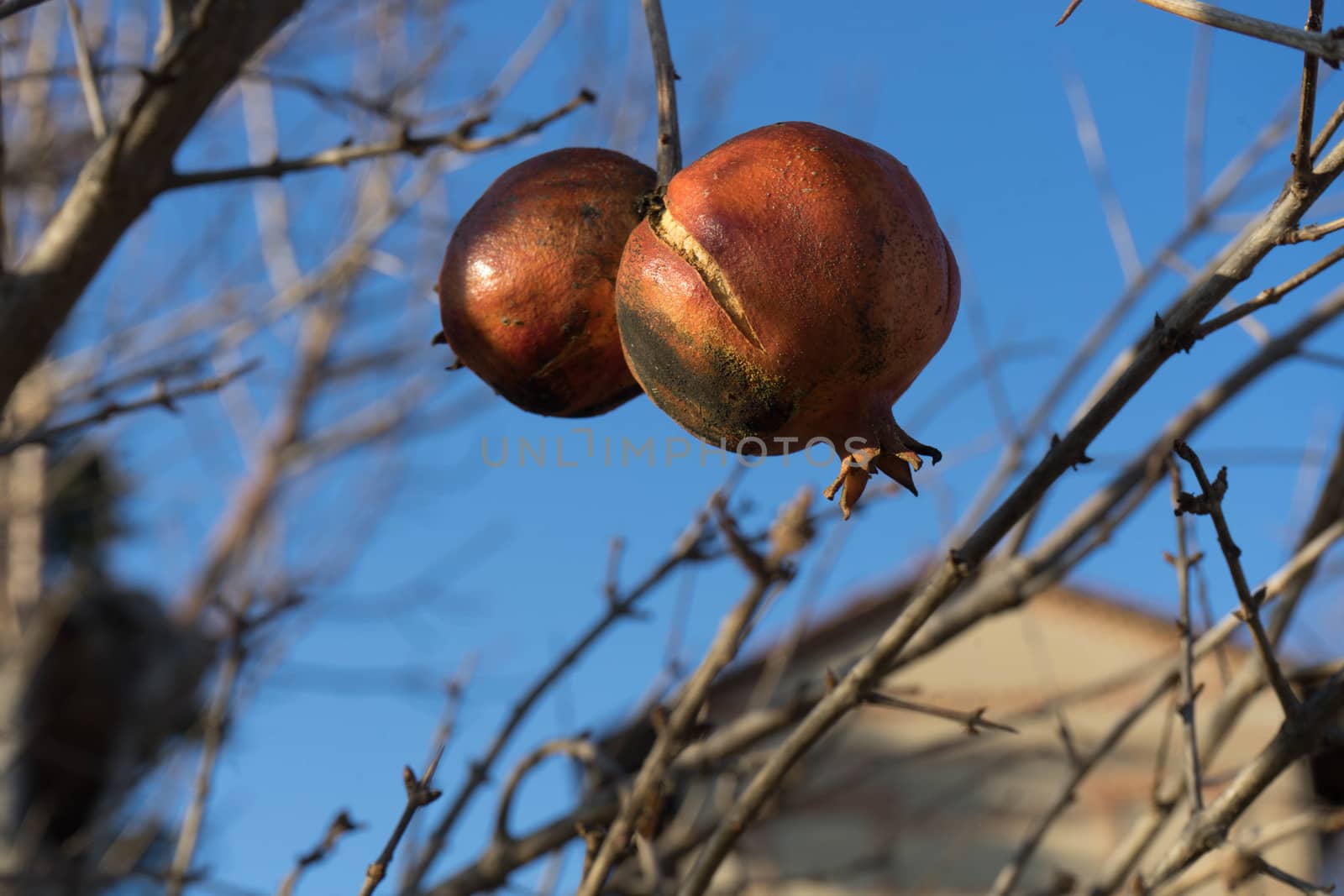 Two Pomegranate fruits on the tree