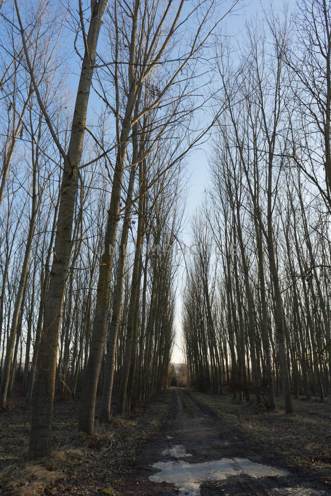La Morra in the Langhe, Piedmont - Italy. Trees in winter