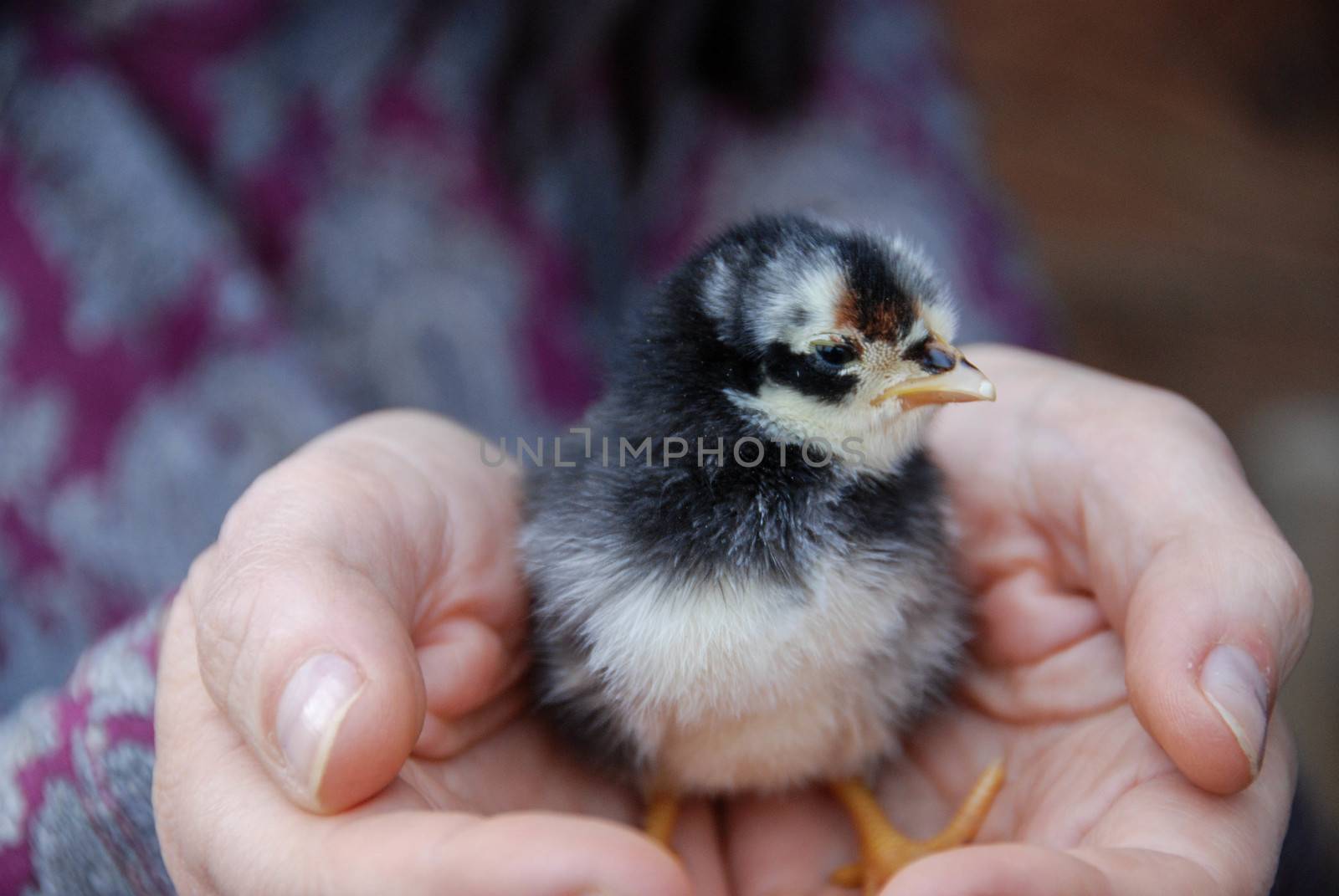 Little chick in her hands by cosca