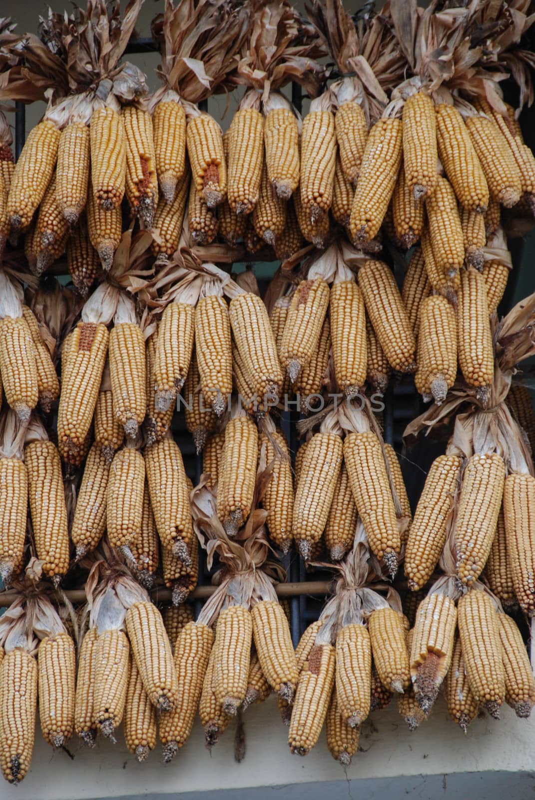 Corn cobs interwoven with each other to dry