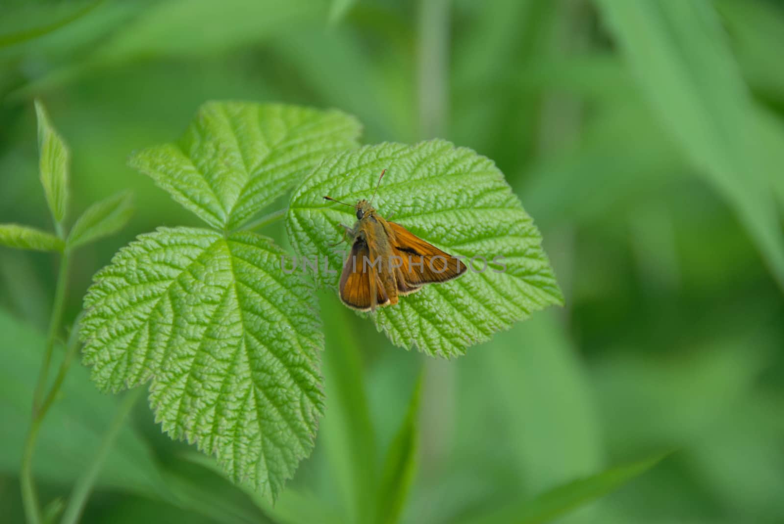 Butterfly resting on a green leaf