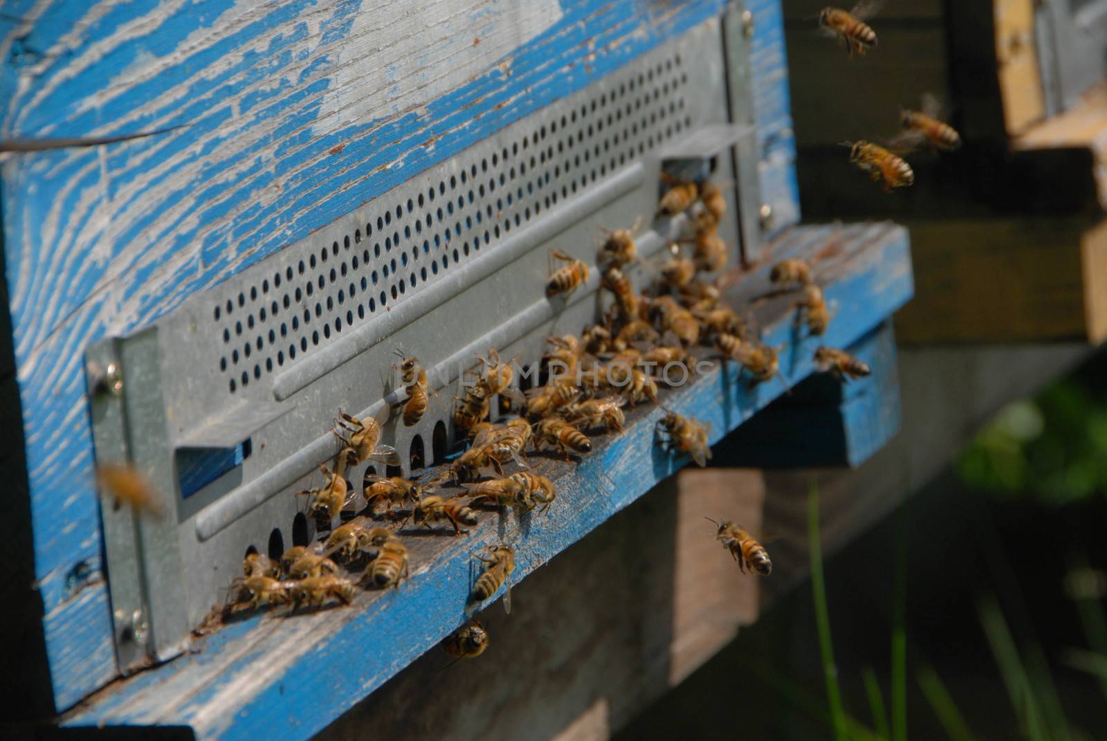 Bees at the entry of their hive by cosca