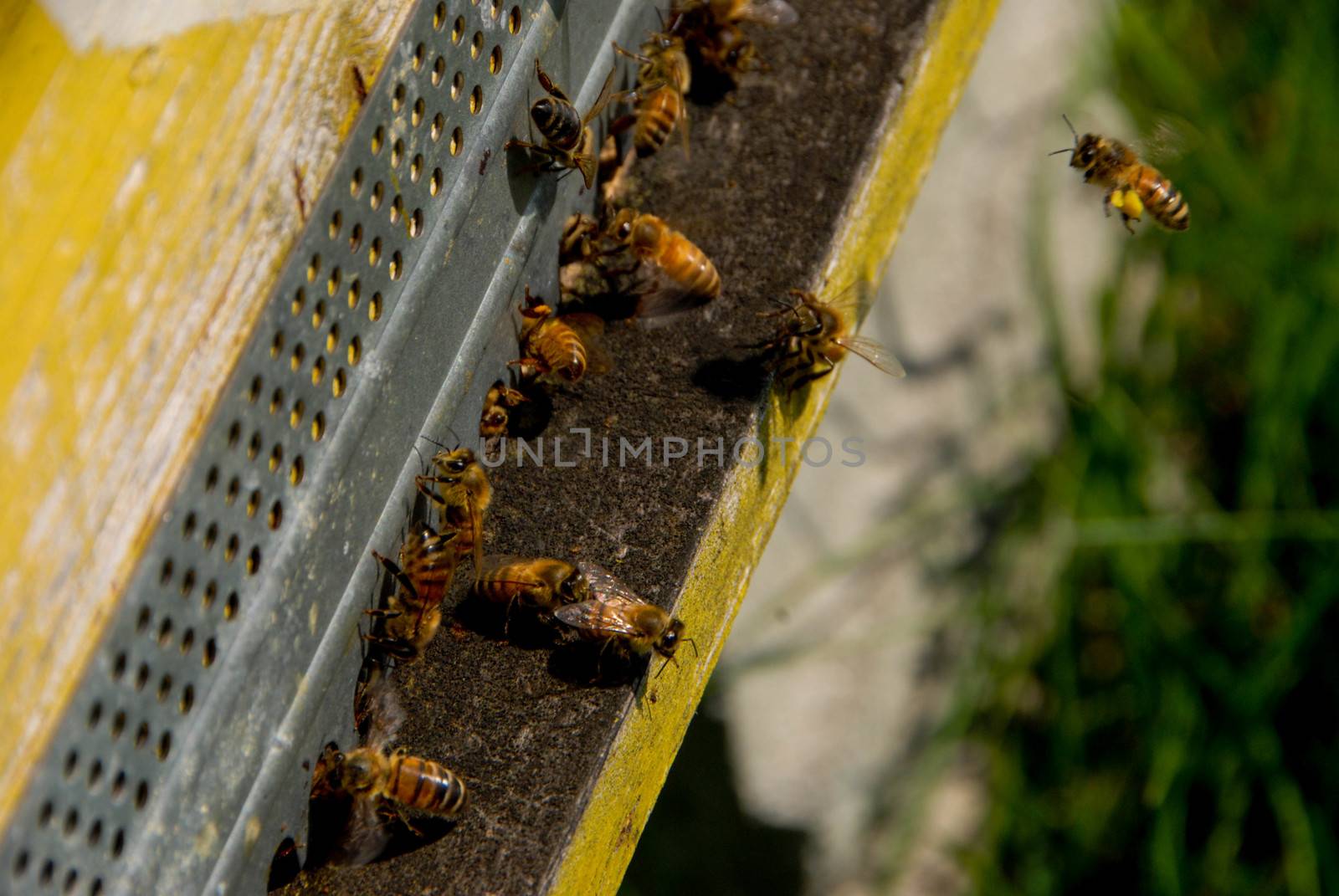 Bees at the entry of their hive by cosca