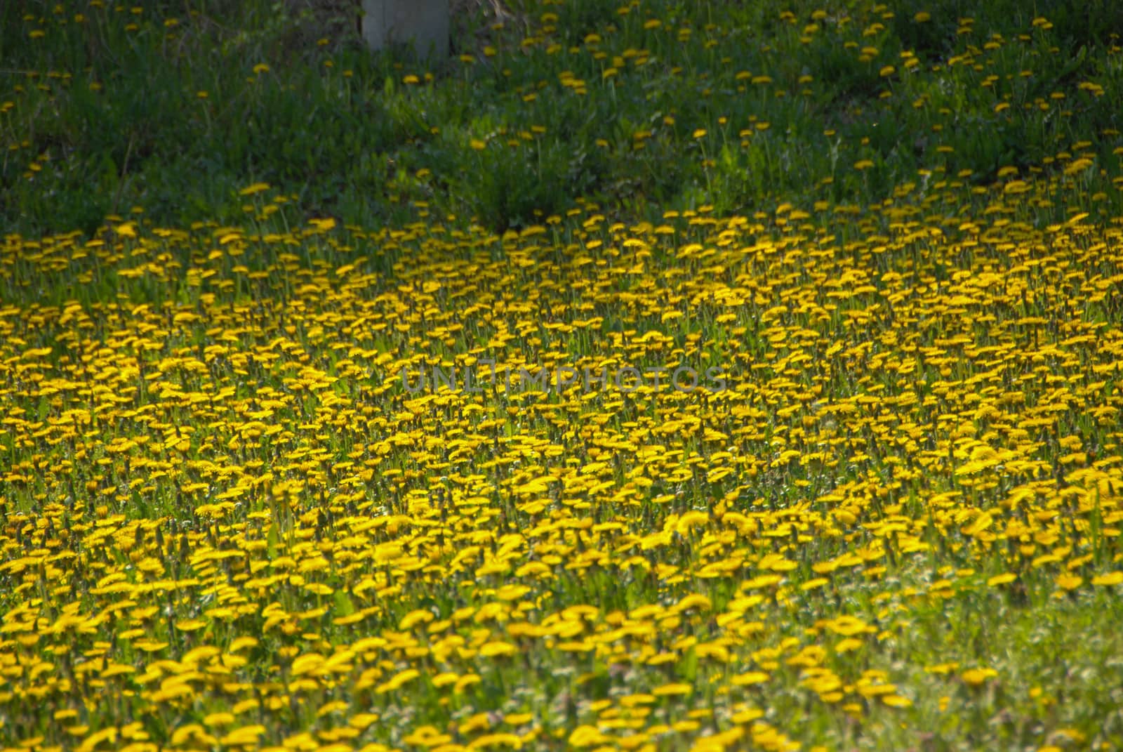 Flowers in a field on the hills of the Langhe