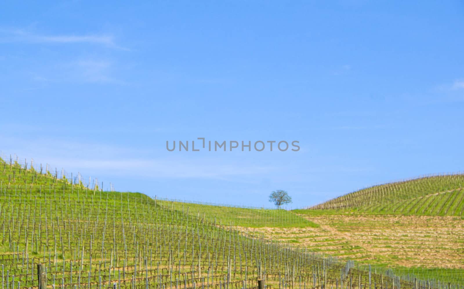 View of the Langhe vineyards, Piedmont - Italy