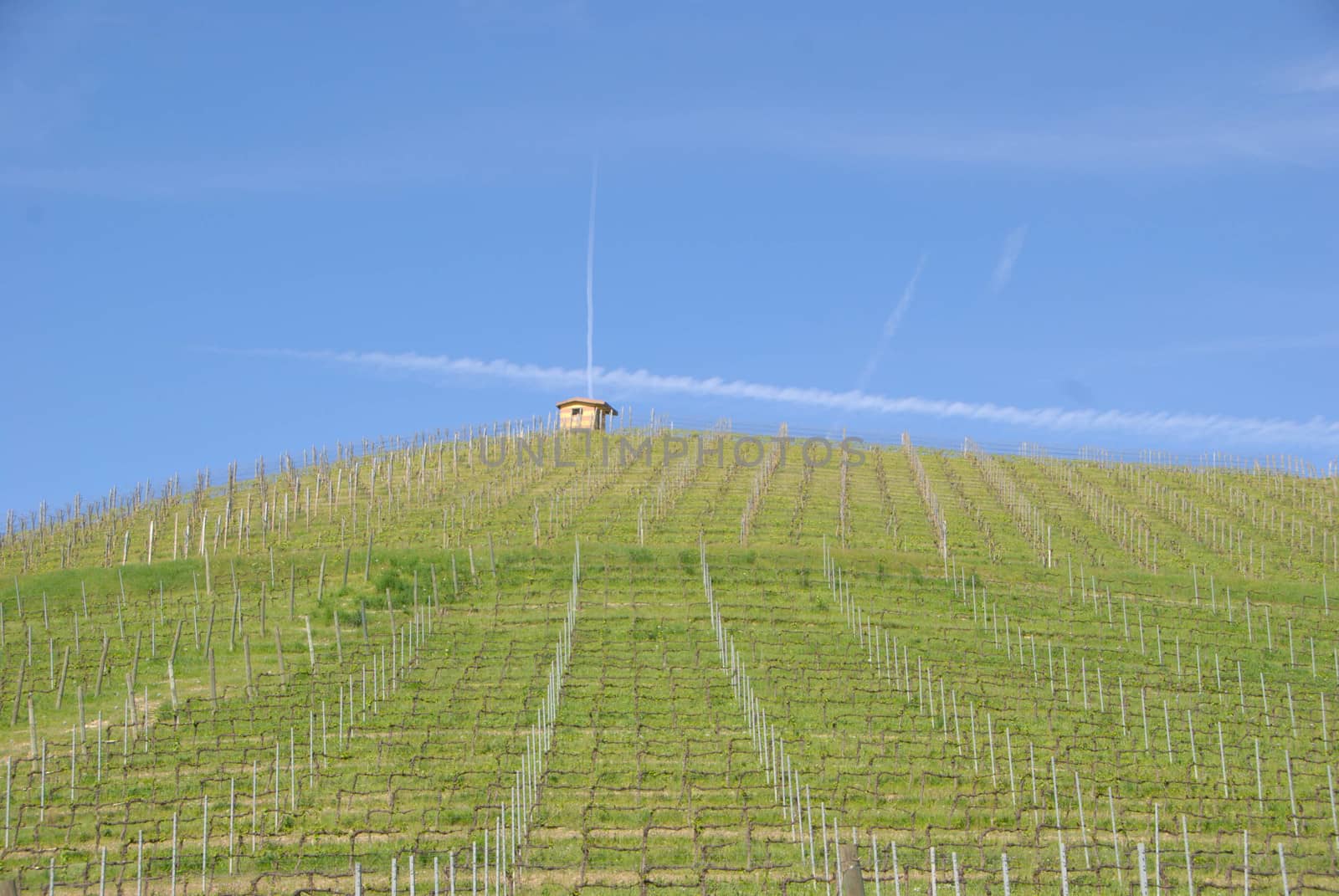 Vineyards of Langhe, Piedmont - Italy by cosca