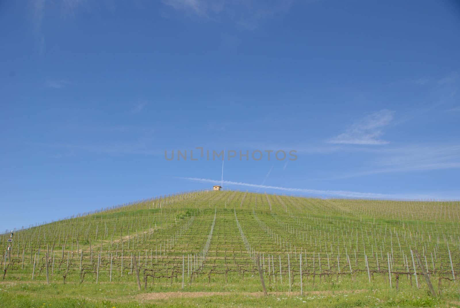 View of the Langhe vineyards, Piedmont - Italy