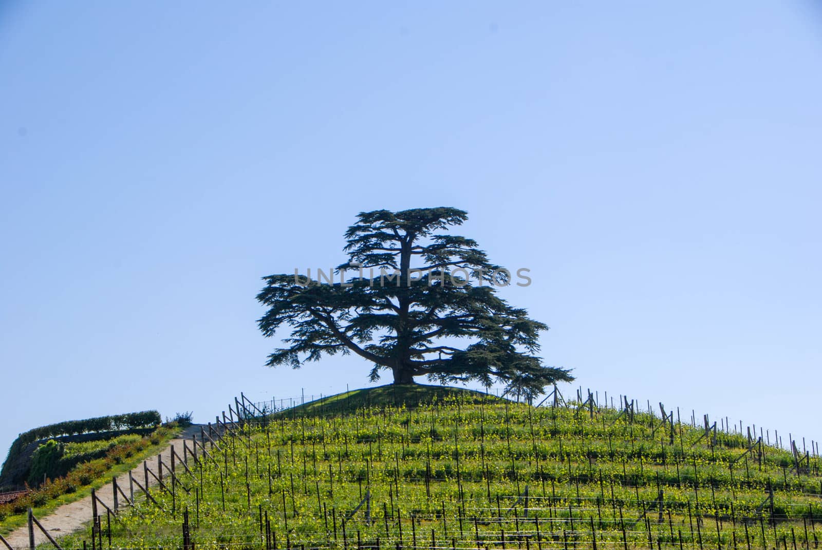 Cedar on the hill, La Morra, Piedmont - Italy