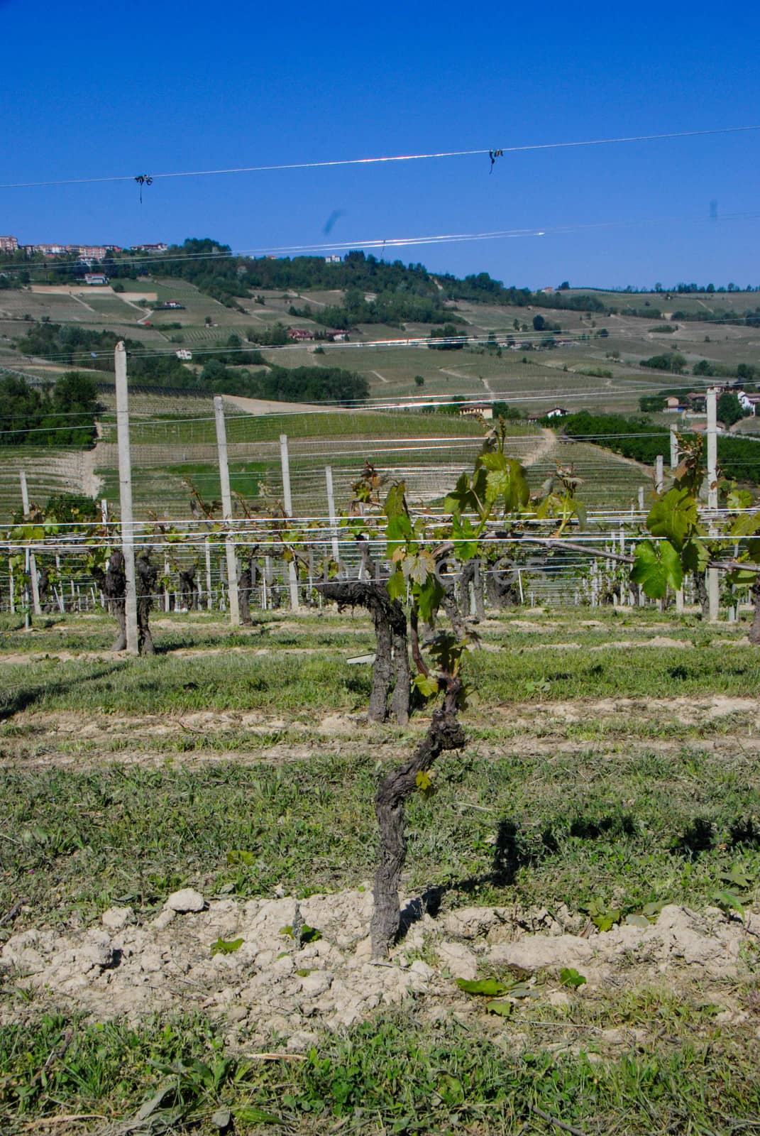 Detail of a vineyard, La Morra, Piedmont - Italy by cosca